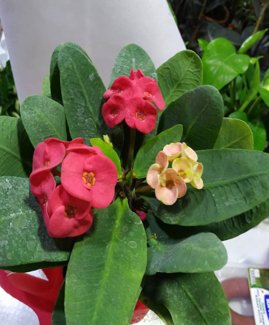 Dikenler Tacı Çiçeği